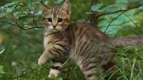 Stasera in TV Film prima serata, lunedì 29 dicembre, Vita da gatto