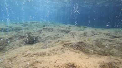 Presa Diretta anticipazioni e argomenti puntata di oggi 12 ottobre
